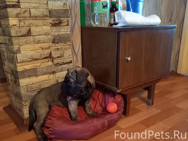 Найден щенок, 17а микрорайон