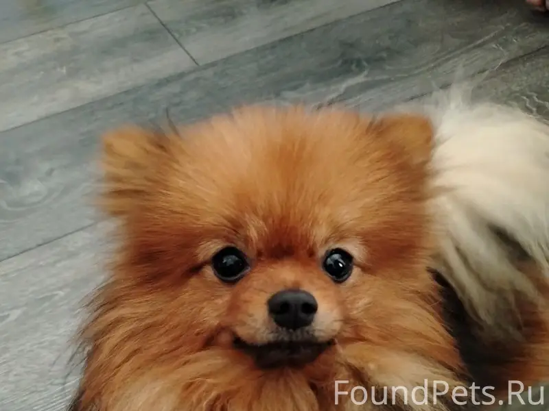 Пропал шпиц Симба, жд округ