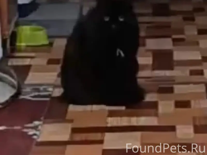 Пропал кот Петрушка, 5 мкр