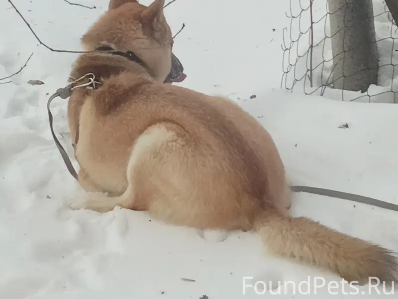 Найденна собака, улица Спутника