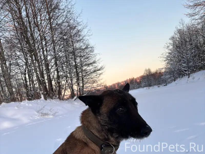 Пропала собака