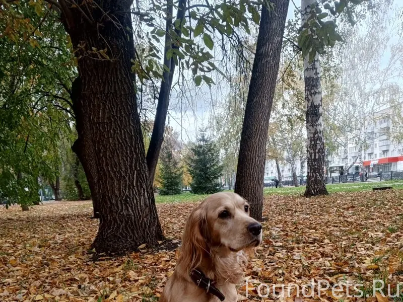 Пропала собака Марта, проспект Октября