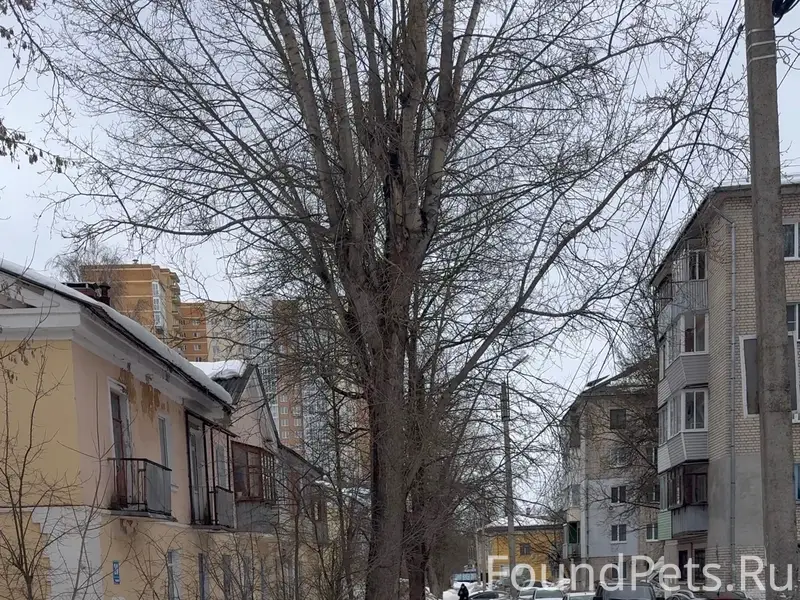 Пропала собака йоркширский терьер, Калуга