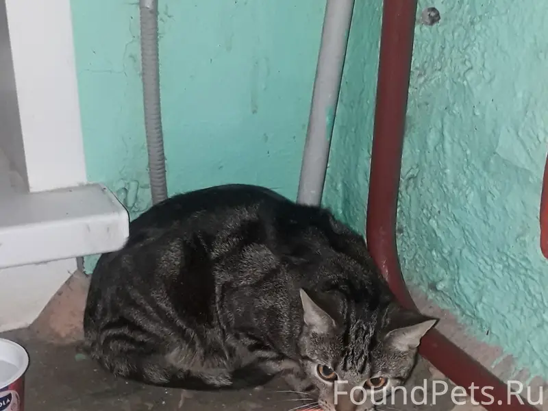 Найден кот, Прусская 6