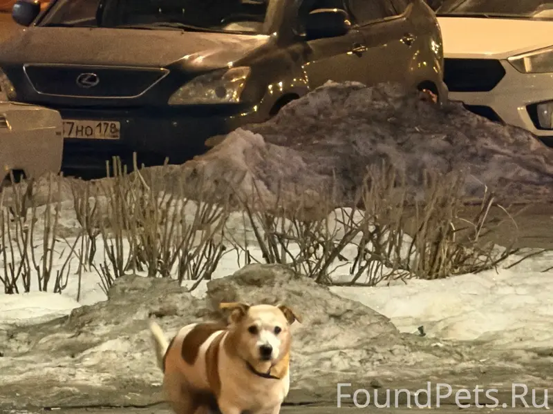 Пропала собака, Софийская ул.