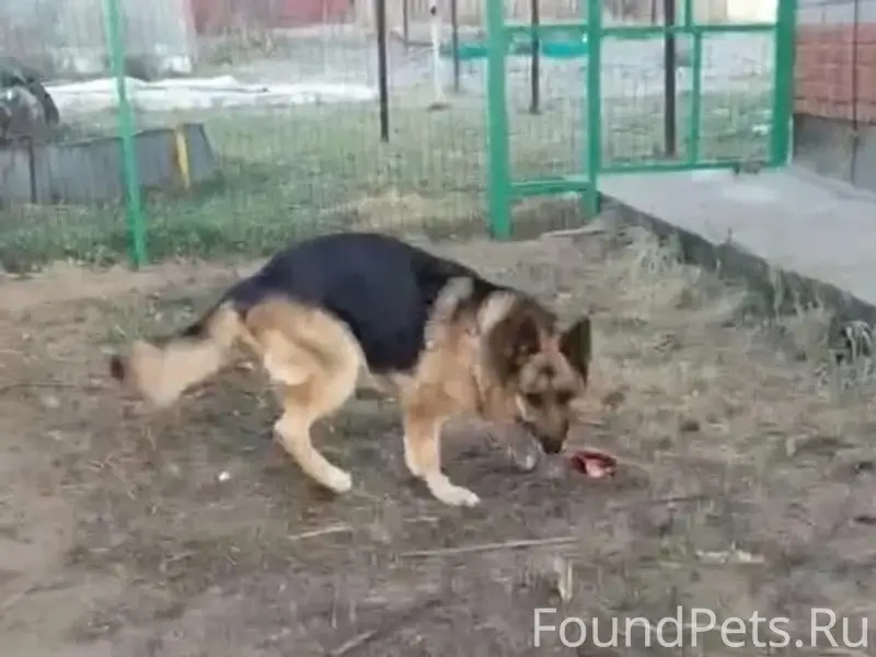 Пропал пёс Север, посёлок за 36 мкр