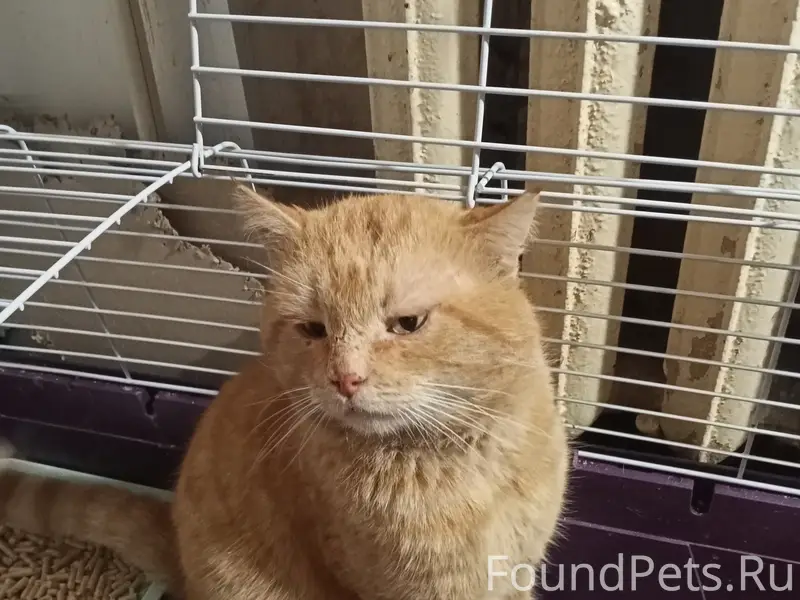 Найден кот, подъезд на Химиков