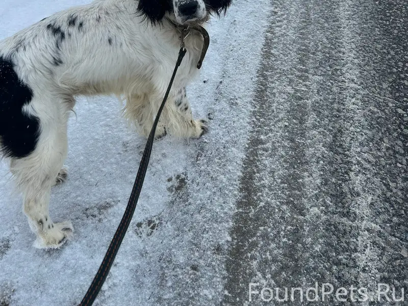 Пропал кобель Бой, с. Вазерки