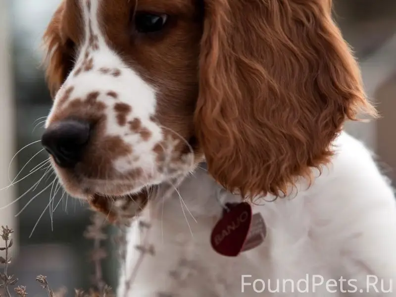 Найден пёс, пересечение Орджоникидзе и набережной реки Лазури