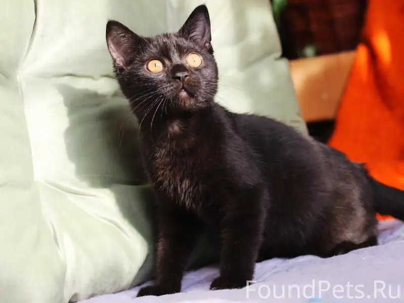 Найден котёнок Чарли, область