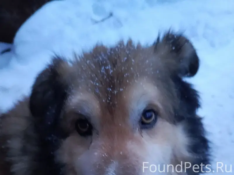 Пропала собака, п. Первомайский