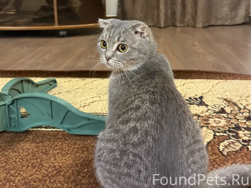 Пропала кошка Мия, Белгород, проспект Богдана Хмельницкого