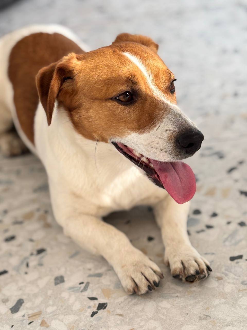 Найден пёс, Суворовский район