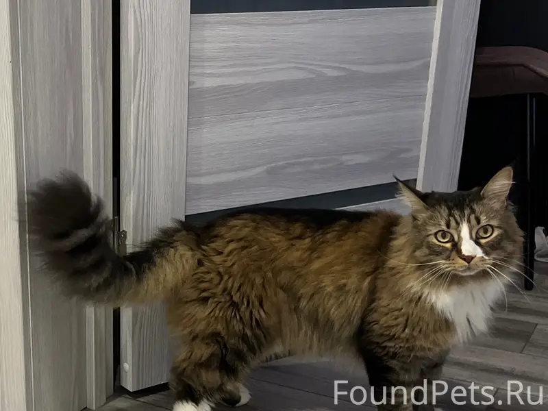 Пропал метис Мейн-куна Валера, пос. Тарулинна