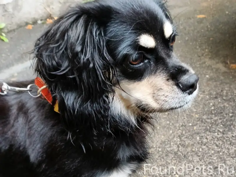 Пропала собака Ася