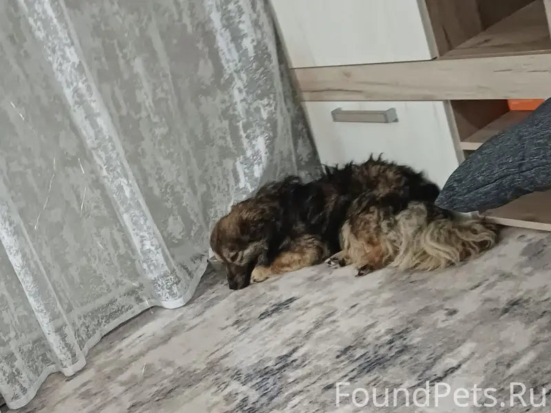 Найден тип собака, Бабаево