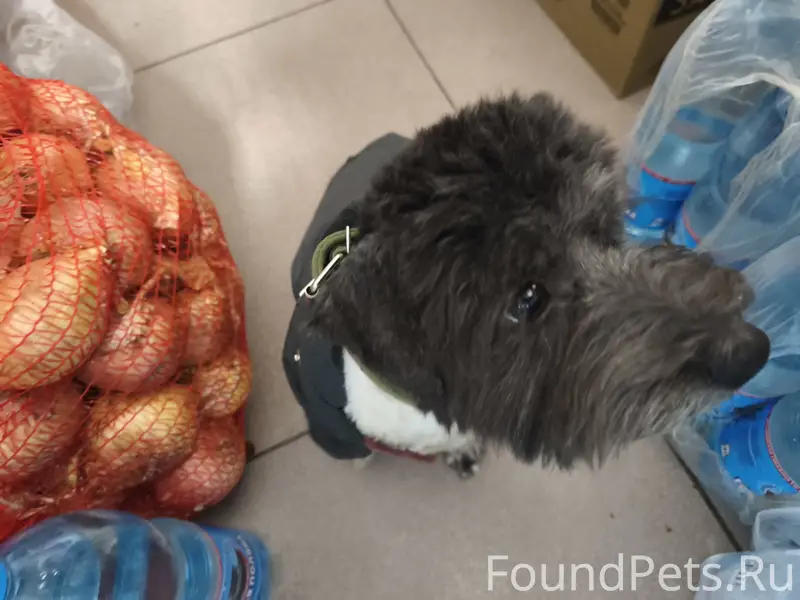 Найден Керн-терьер, Красноармейский район