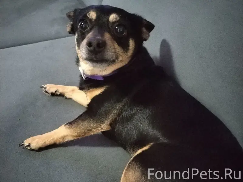 Пропала собака той терьер, без места