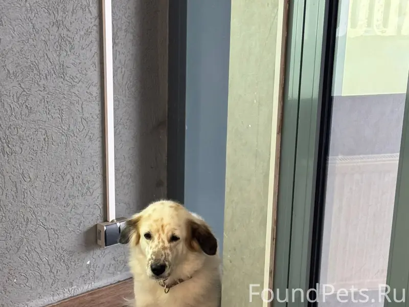 Найден тип собака, ТЦ Океанис, Нижний Новгород