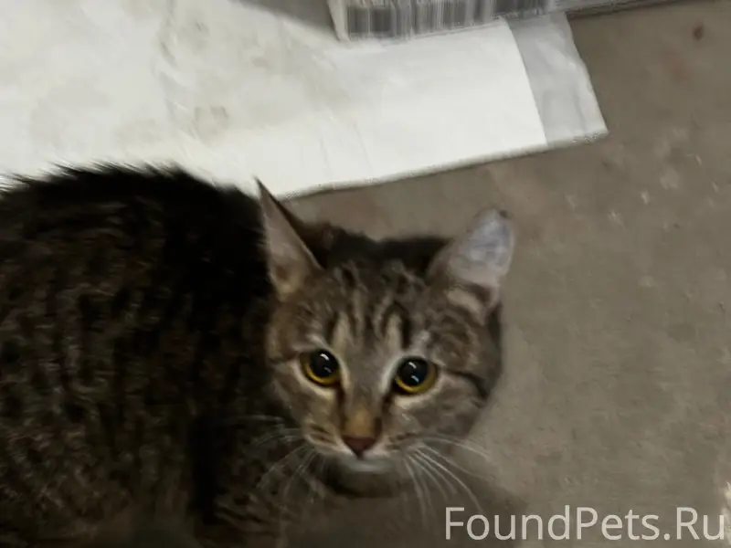 Найдена кошка, Академ Риверсайд