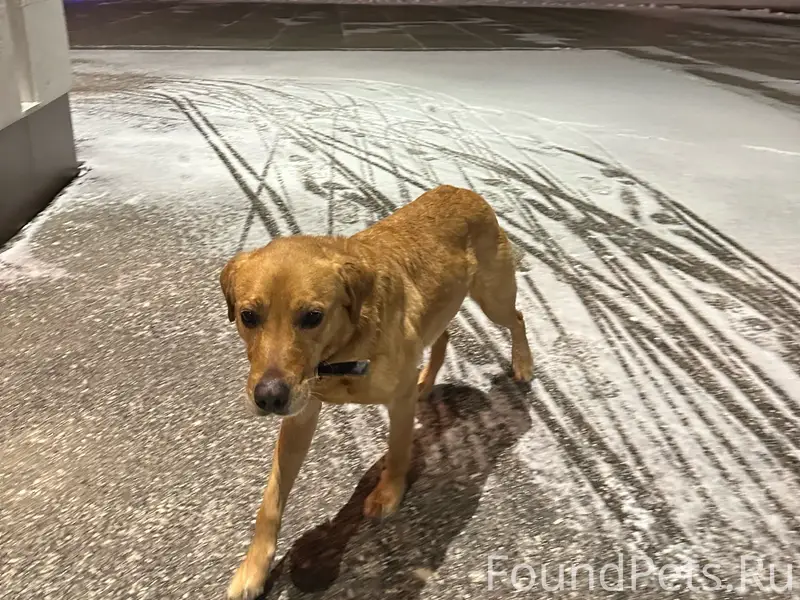 Пропала собака, [место: около белого дома]