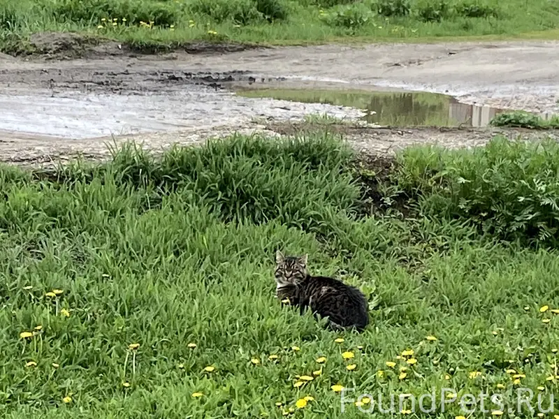 Пропал кот Кузя, Тюлевка