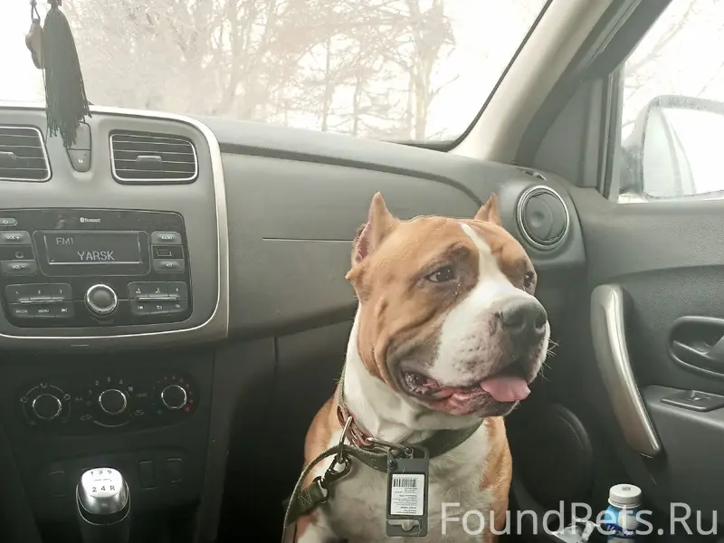 Найден пёс, улица Говорова, Волгоград