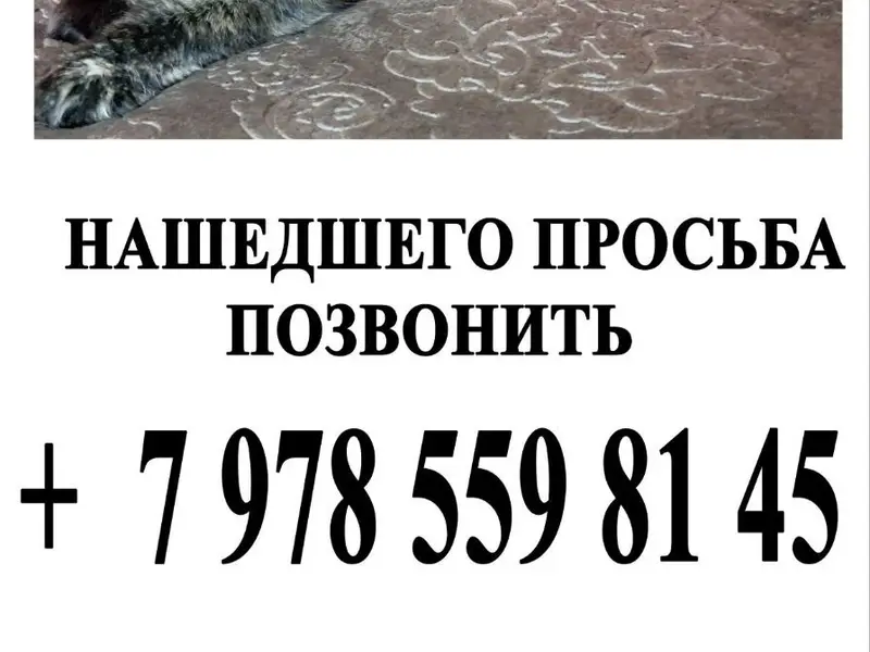 Пропала кошка Дымка, район проспекта Октябрьской революции