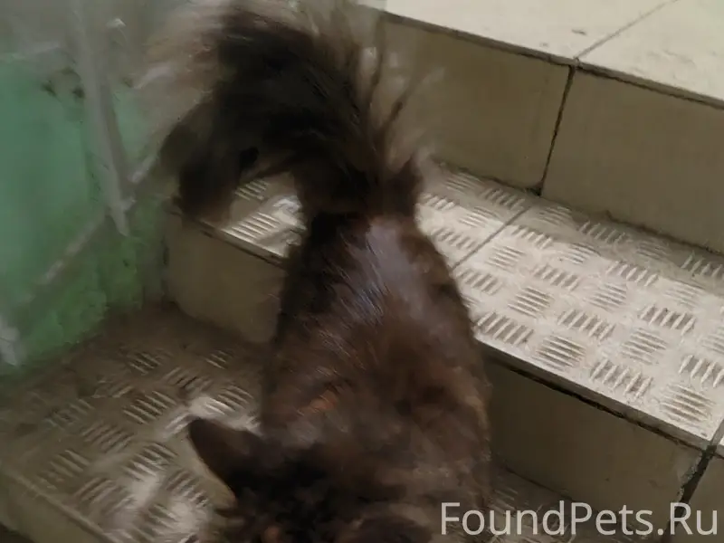 Найдена кошка, Орехово-Зуево, ул. Урицкого