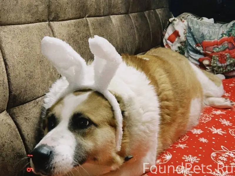 Пропала среднеазиатская овчарка Зара, Сырково