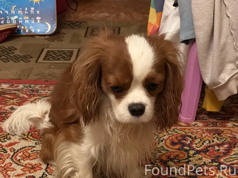 Пропала собака, Лесничество