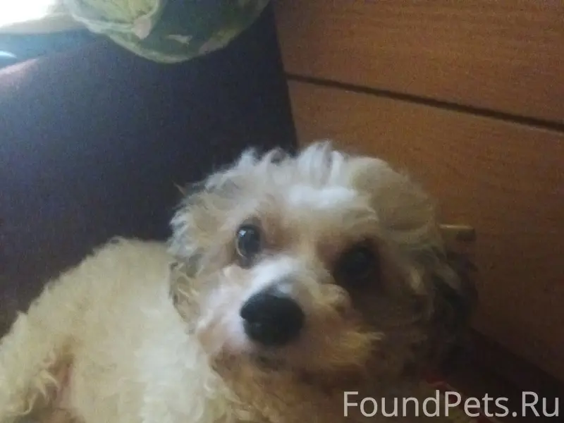 Пропал Тимон (Тимоша), китайская хохлатая, Старо-Овсянниково