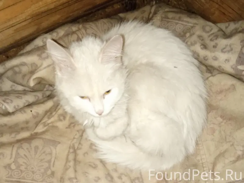 Найдена молодая кошка, ул. 50 лет Октября