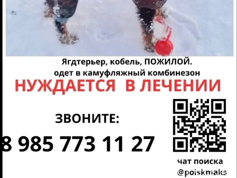 Пропал ягдтерьер, потерялся 28 декабря