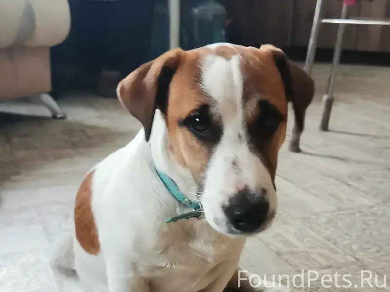 Найдена собака на заправке мк-7 Винзили