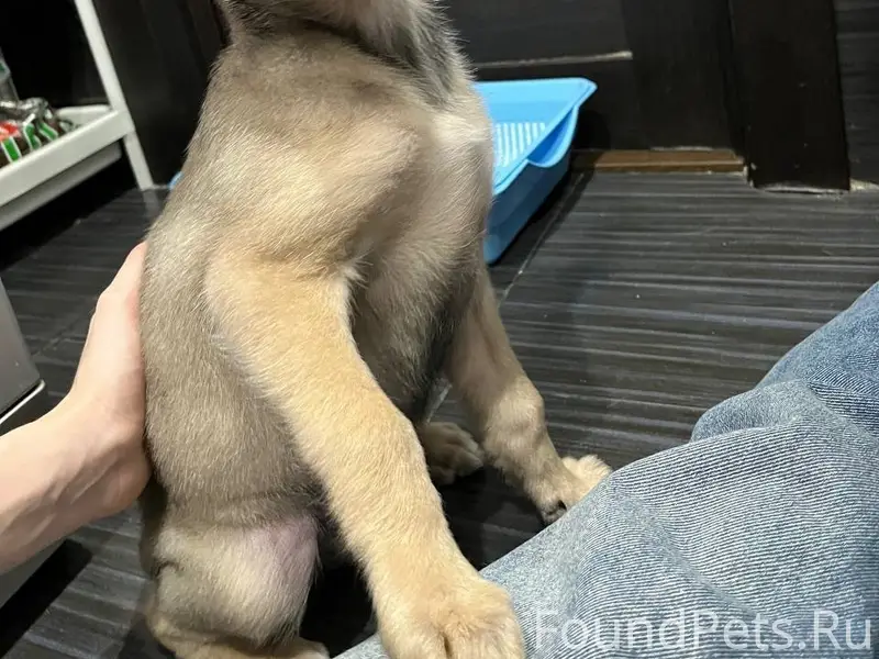 Найден щенок, Ленинский район