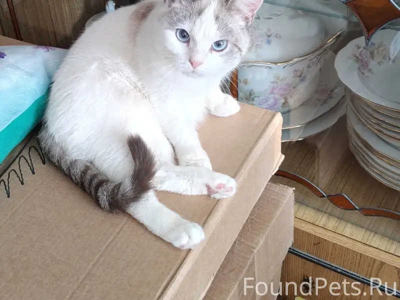 Пропал кот Умка, район 11 школы