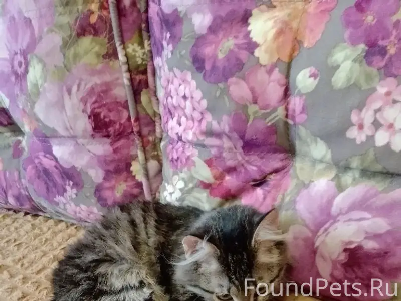 Найден котёнок, г. Владимир