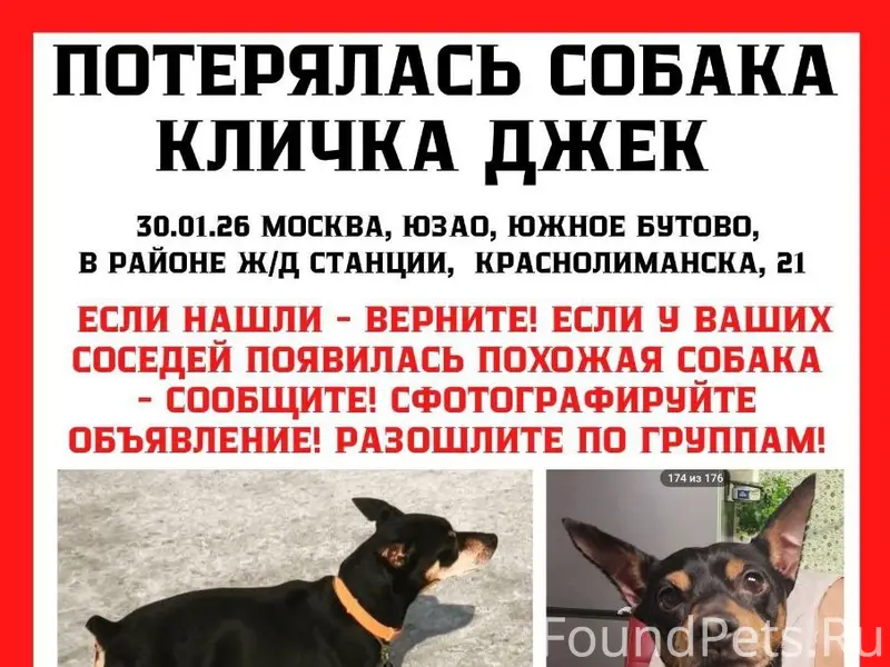 Пропал цвергпинчер Джек, Южное Бутово