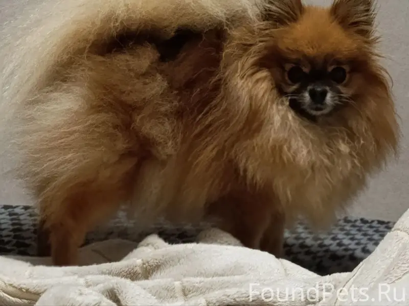 Пропала собака, Росташи