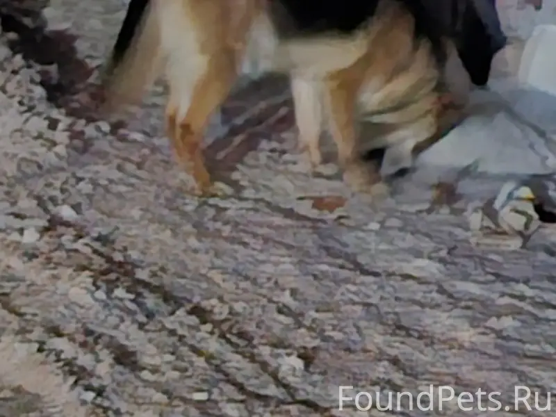 Найден овчароид, Советский район