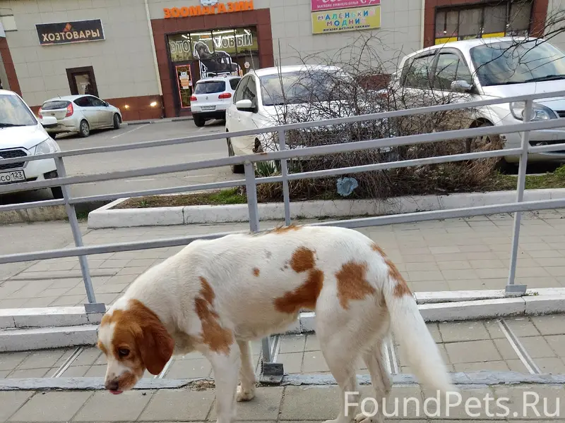 Найден пёс, Армавир, ул. Ефремова