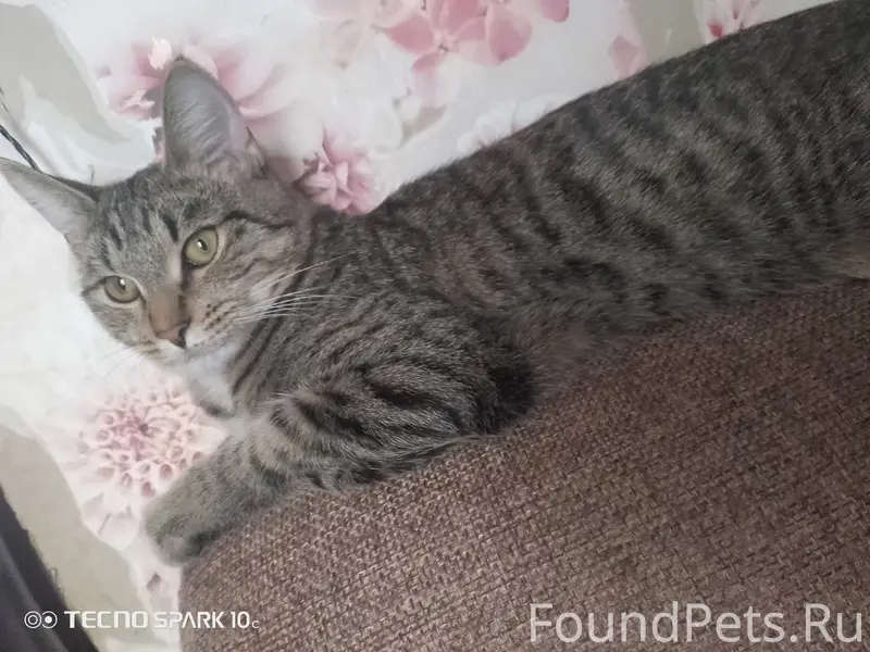 Пропал кот Факс