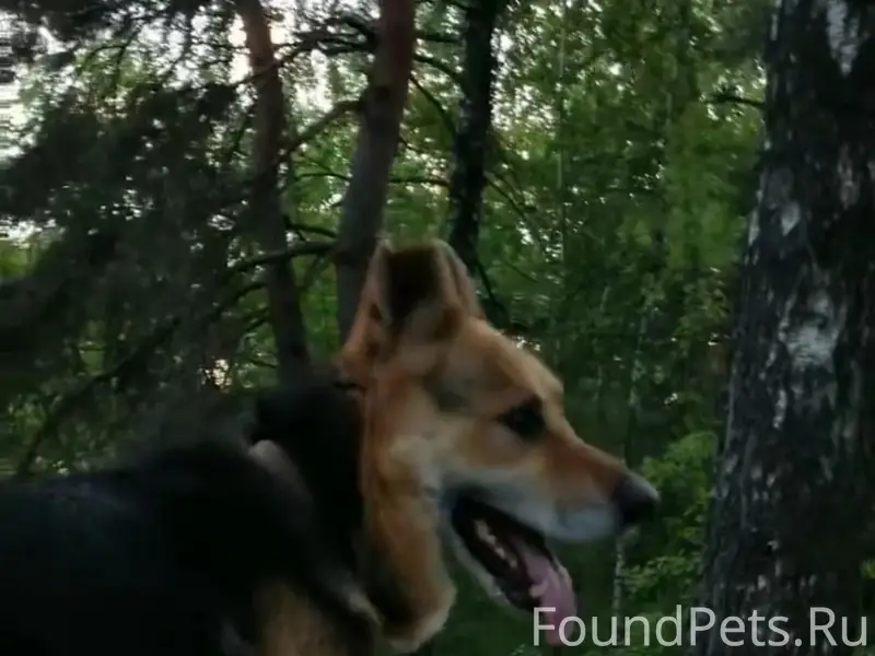 Пропал пёс, неизвестное местоположение