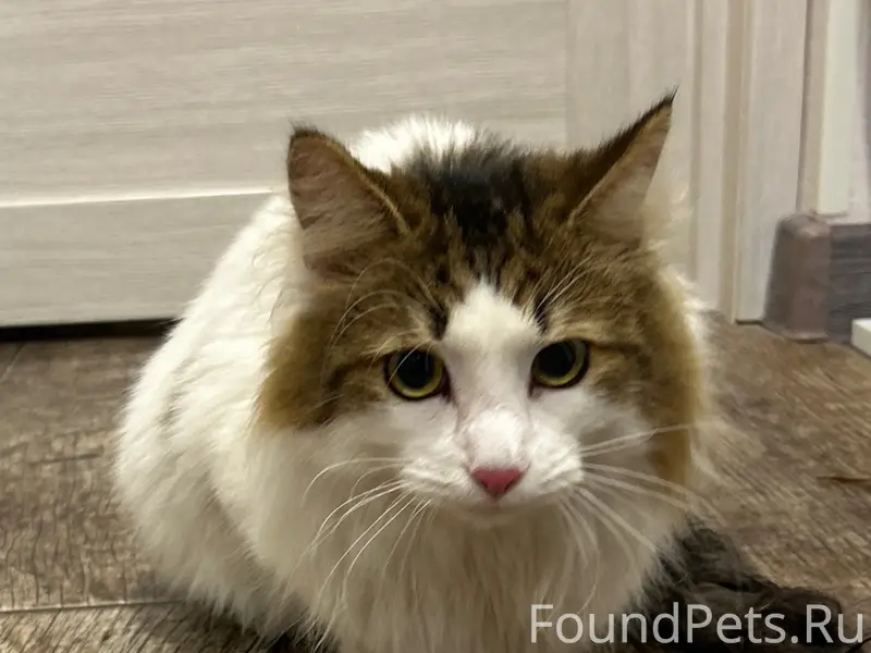 Найден молодой кот, Дзержинский район