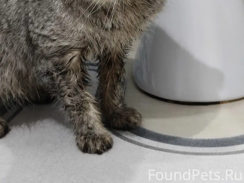 Найден кот, 1 микрорайон