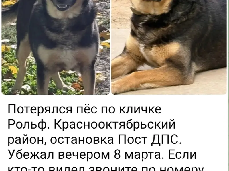 Пропал пёс
