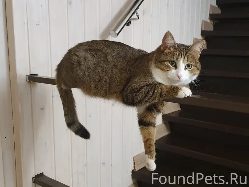 Пропала кошка, район ул. Володарского и ул. Терешковой