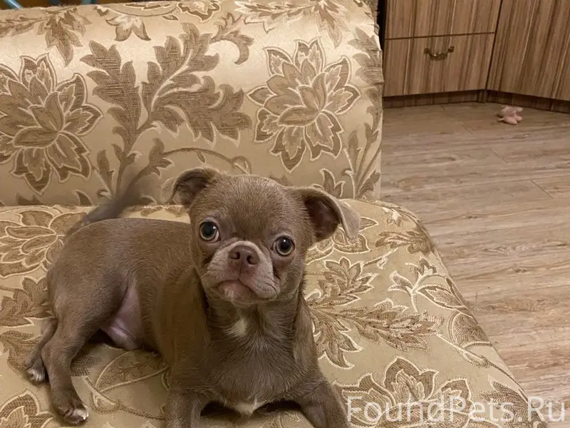 Пропал Яша, район Катюшино поле