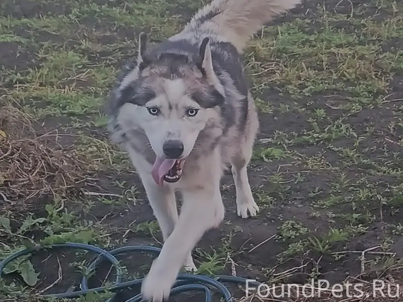 Пропал пёс, Хлызово